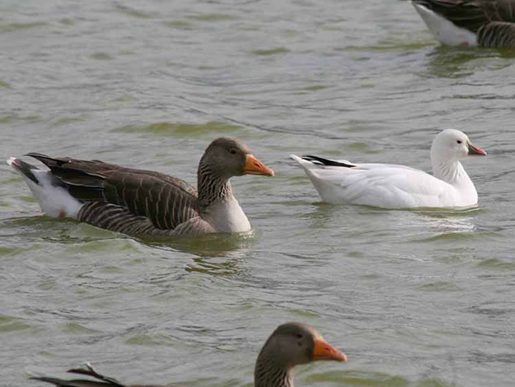 Ross's Goose